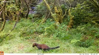 Pine Marten and Red Squirrel