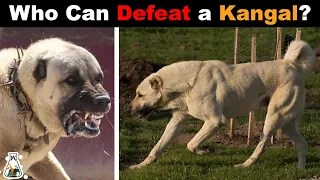 6 Dogs That Could Defeat A Kangal