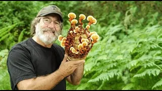 6 ways mushrooms can save the world  Paul Stamets