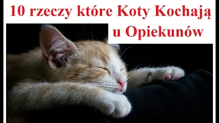 10 rzeczy które Koty Kochają u Opiekunów