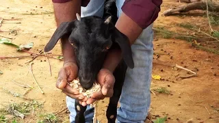 Deworming goats and sheep with herbal medicines (Summary)