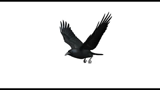 Chihuahuan Raven Crow Flying Green (White) Screen (Looped)
