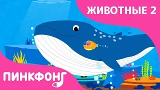 Синий Кит — Плывёт Синий Кит | Песни про Животных | Пинкфонг Песни для Детей