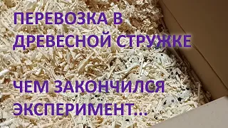 Перевозка в древесной стружке - итоги. #яйца #цыплята #инкубация