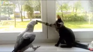 Funny parrots #4 - Забавные попугаи, приколы с попугаями (Coub, TikTok)