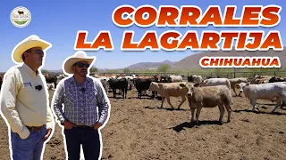 MÁS DE 1,000 CABEZAS DE GANADO | Rancho Cinco Talentos | La Lagartija Cattle Co | Chihuahua