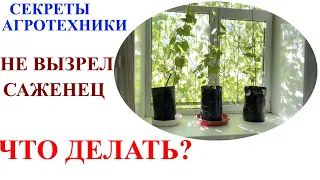 Как сохранить зимой невызревший саженец винограда? Сделай это сейчас!