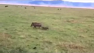 Mama warthog defending three babies from hyena