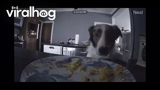 Aussie Eats Eggs And Hides The Evidence || ViralHog