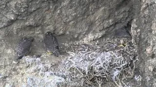 Peregrine Falcon Day 40