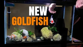 Adding New Goldfish To Planted Goldfish Aquarium
