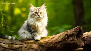 Music for Cats - Relaxing Harp Music & Cat Purring Sounds / Stress Relief, Anxiety Relief