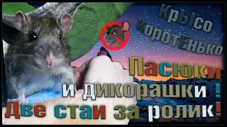 Пасюки и декорашки. Две стаи в одном видео. Крысы, кругом крысы. ( Wild Rats | Fancy Rats )