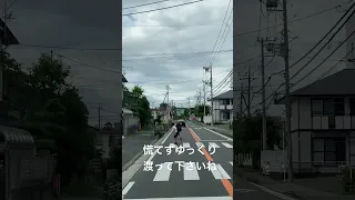 横断歩道での事故が多いので一時停止でご安全に！ #shorts