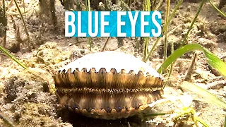 Florida bay scallops have blue eyes