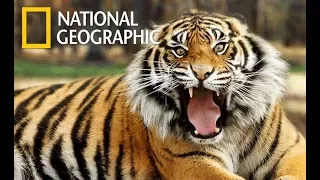 Wild Tiger - Giant Paws Predator (Nat Geo Wild)