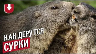 Сурки дерутся за угощение: очень смешное видео