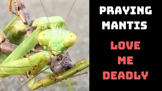 "Preying" Mantis vs. Praying Mantis | Love Me Deadly
