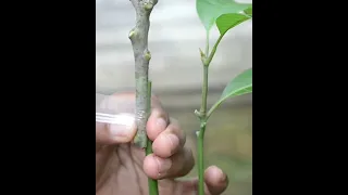 How to grafting young mango tree