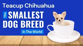 Teacup Chihuahua Puppies - Price, Lifespan, and Care Basics