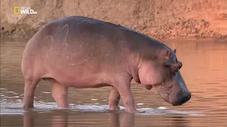 National Geographic - War Lions and Hippos (HD) natgeo wild
