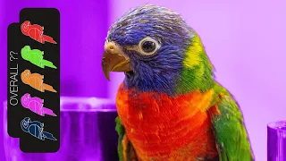 Rainbow Lorikeet, The Best Pet Parrot?