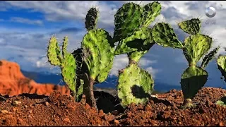 Factor Ciencia - La ciencia del nopal (18/09/2017)