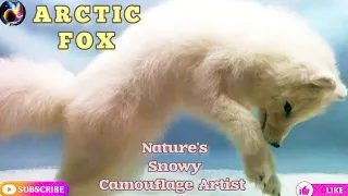 Arctic Fox|The Ultimate Survivor of the Frozen North|Secrets of the Arctic Fox