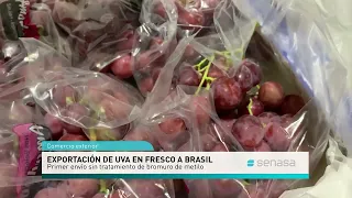 Primera exportación de uva en fresco a Brasil bajo SMR