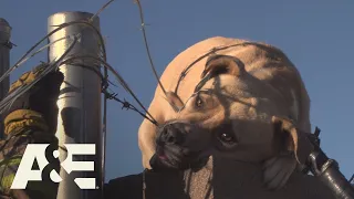 Live Rescue: Dog Saved from Wire Fence (Season 1) | A&E