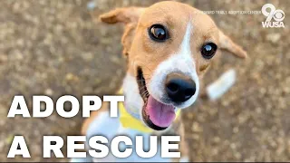 How to adopt one of 4,000 beagles rescued from a Virginia facility