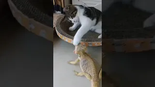 Cat vs Lizard | 😺🦎The Cat Enjoys The Lizard | #cat #funny #shorts