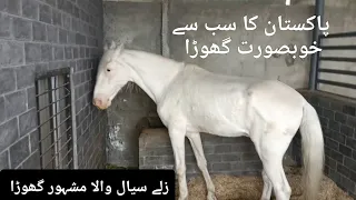 Pakistan's most famous horse "Zuly Sial wala ghora"| Lahore vlog Part 2| vlogs By Usama