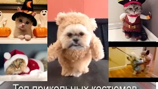 Приколы с котами.Прикольные костюмы для кошек и собак.