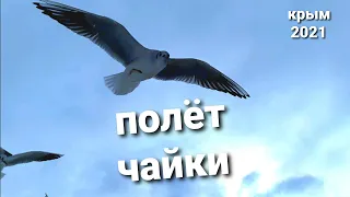 чайка музыка , чайки на море!  Крым