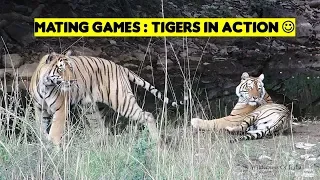 Tigers Mating | Ranthambore | T28 Star Male