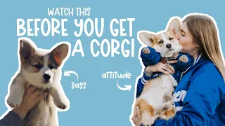 5 Reasons You Should NOT Get a Corgi Dog | Watch This Before You Get a Corgi Puppy!