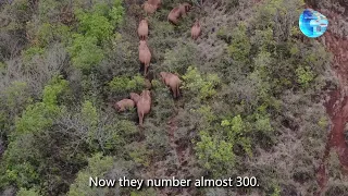 GLOBALink | An Unusual Journey: China's Wild Elephants