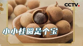 “北人参 南桂圆” 小小的桂圆 大大的功效！20210224 |《健康之路》CCTV科教