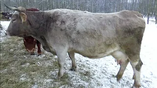 Зимний рацион питания КРС в нашем хозяйстве.