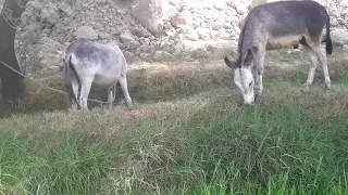 The Donkeys Eating Gras/ Beautiful  Donkeys Eating Grass/Donkey Lifestyle/No Copyright Video Stoke