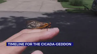 Cicada timeline in TN