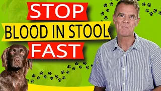 How to Stop Blood In Your Dogs Stool (Best Proven Remedy)