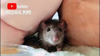 Чем отличается домашняя крыса от дикой? 🐀