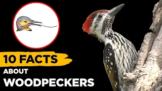 10 Fascinating Facts About Woodpeckers That Will Blow Your Mind
