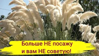 ЭТО РАСТЕНИЕ БОЛЬШЕ НЕ ПОСАЖУ в САДУ и ВАМ НЕ СОВЕТУЮ!