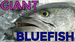 Giant Bluefish Commercial Fishing in the Meat Wagon
