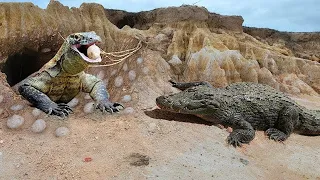 Most Incredible ! Komodo Dragon Attacks Crocodile - Komodo Dragon Eat Crocodile Eggs | Wildlife 2021