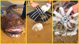 Catching Seafood's 🦐🦀 Deep Sea Creatures (Catch Crab, Catch Fish) - Tik Tok #81