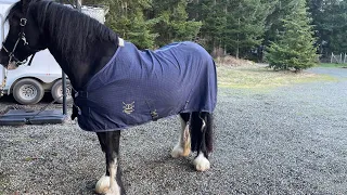 Draft Horse gets Shod w/ 4 Handmade Shoes w/ Agriculture Heels Preparing for Farrier Competition